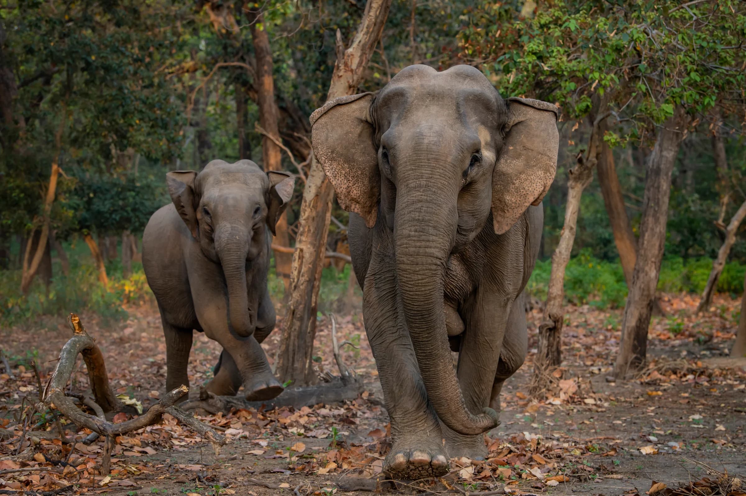 Asian elephant family walking through Rajaji forest