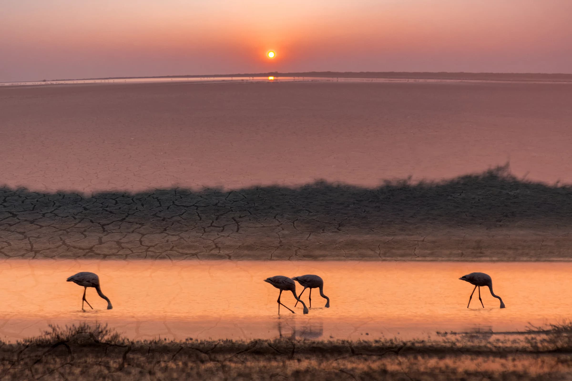 Flamingos feeding in a wetland at sunset