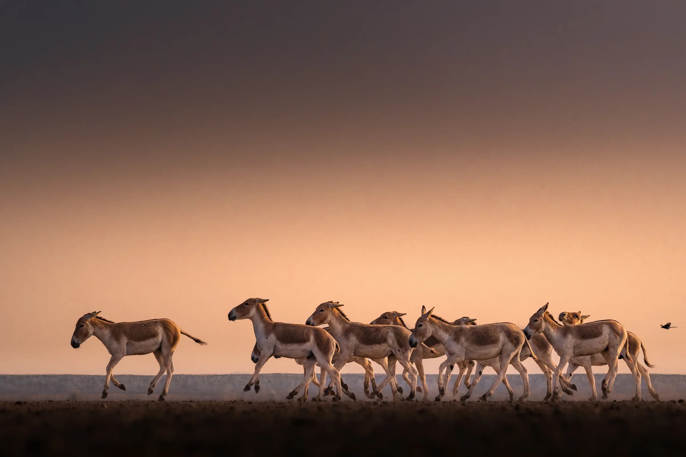 Wild asses crossing the Rann of Kutch beneath a warm evening sky
