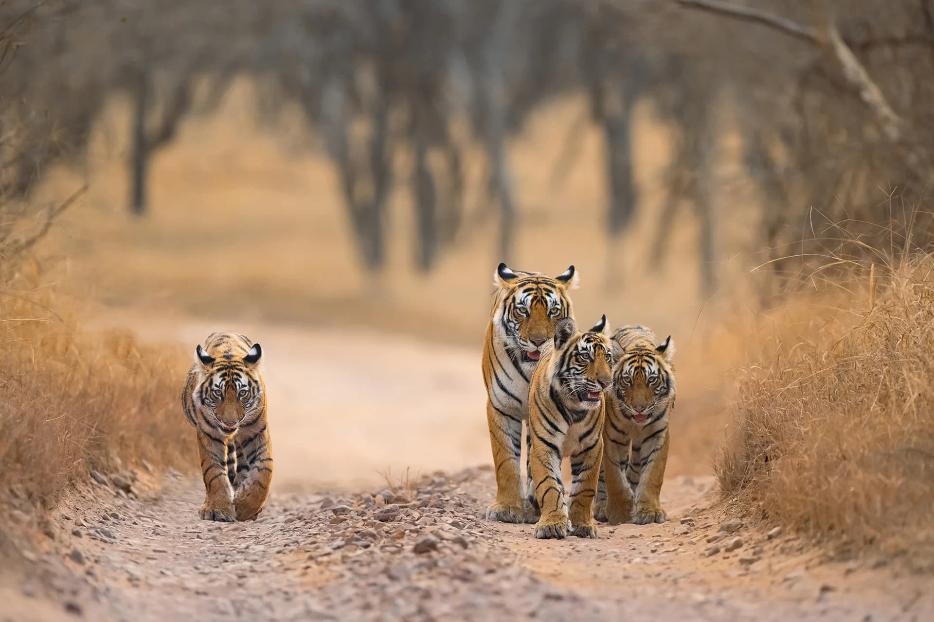 Tiger family walking along a forest track in Ranthambhore