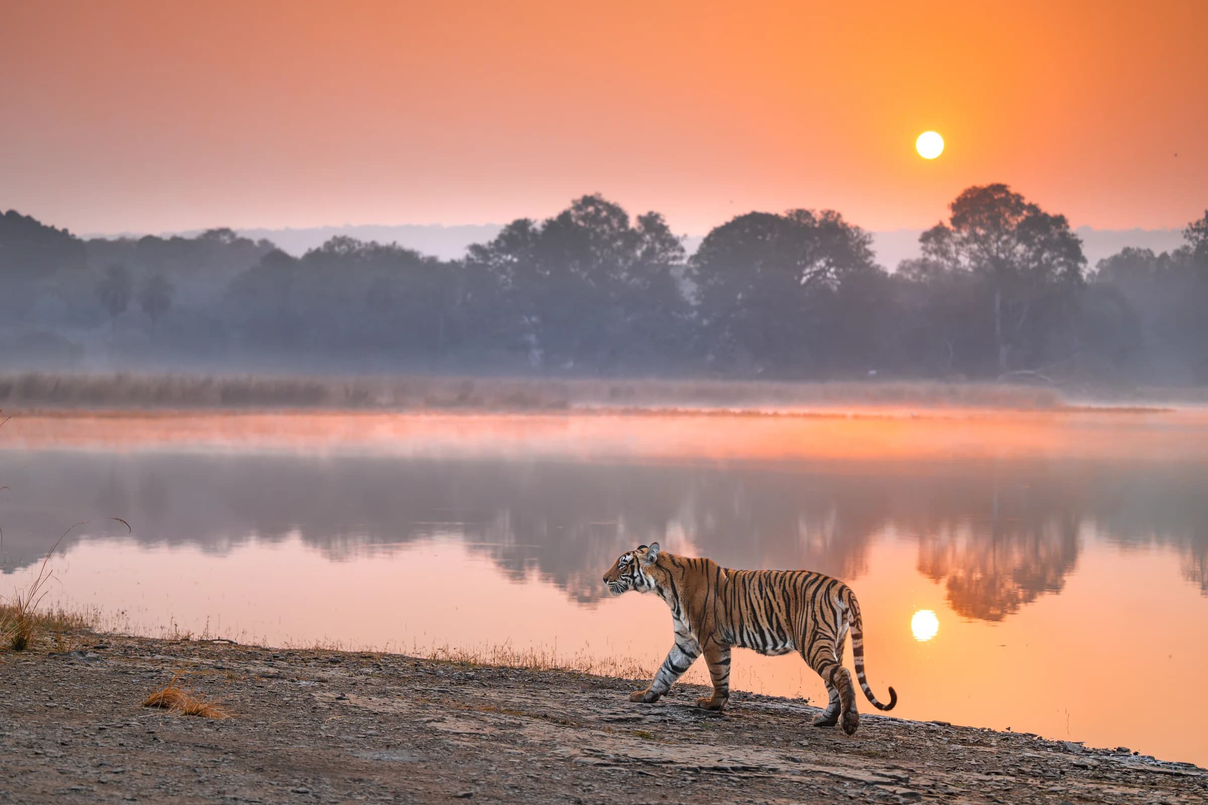 Bengal tiger walking beside a Ranthambhore lake at sunrise