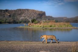 Bengal tiger in Ranthambhore