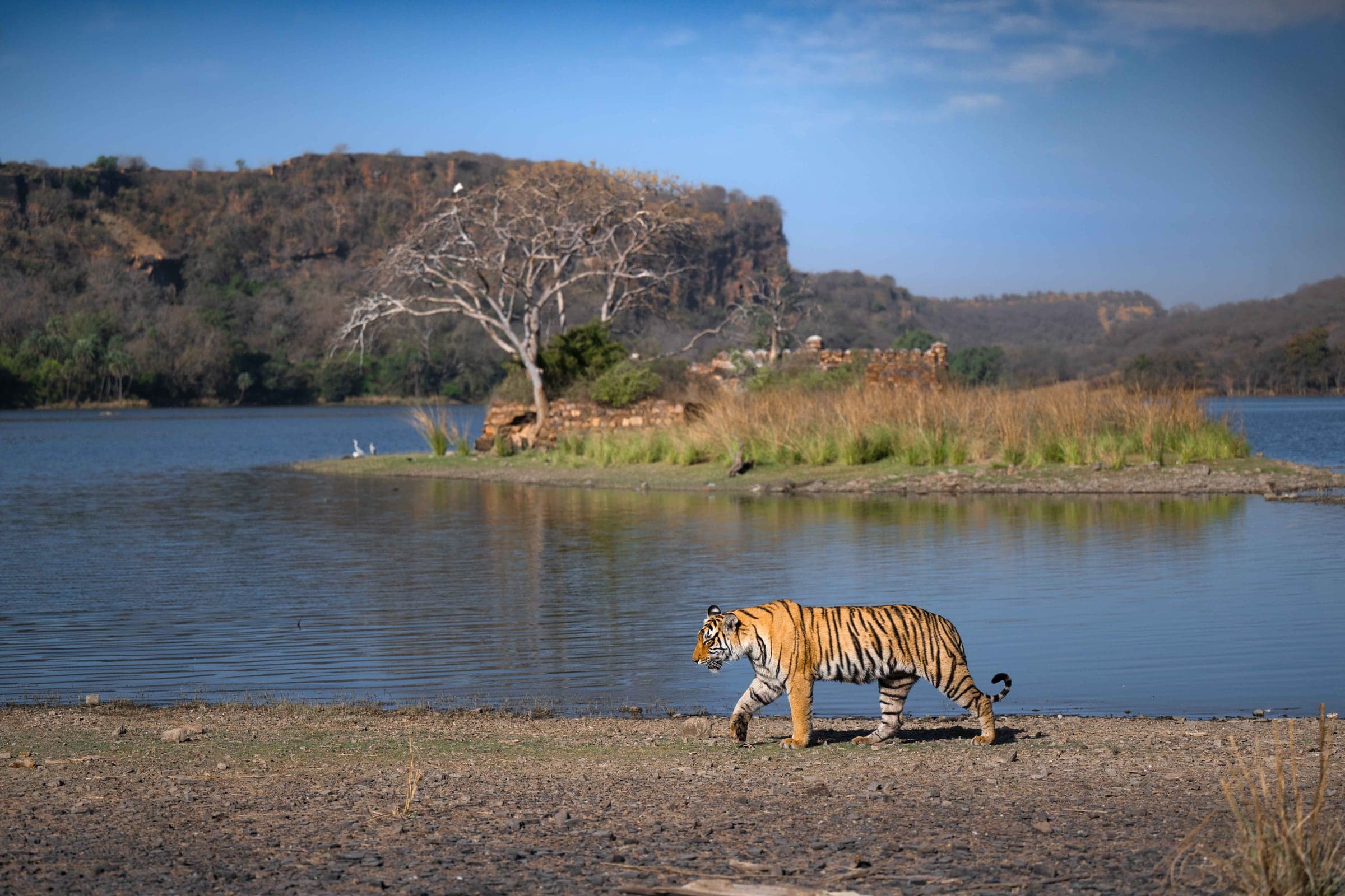Bengal tiger in Ranthambhore