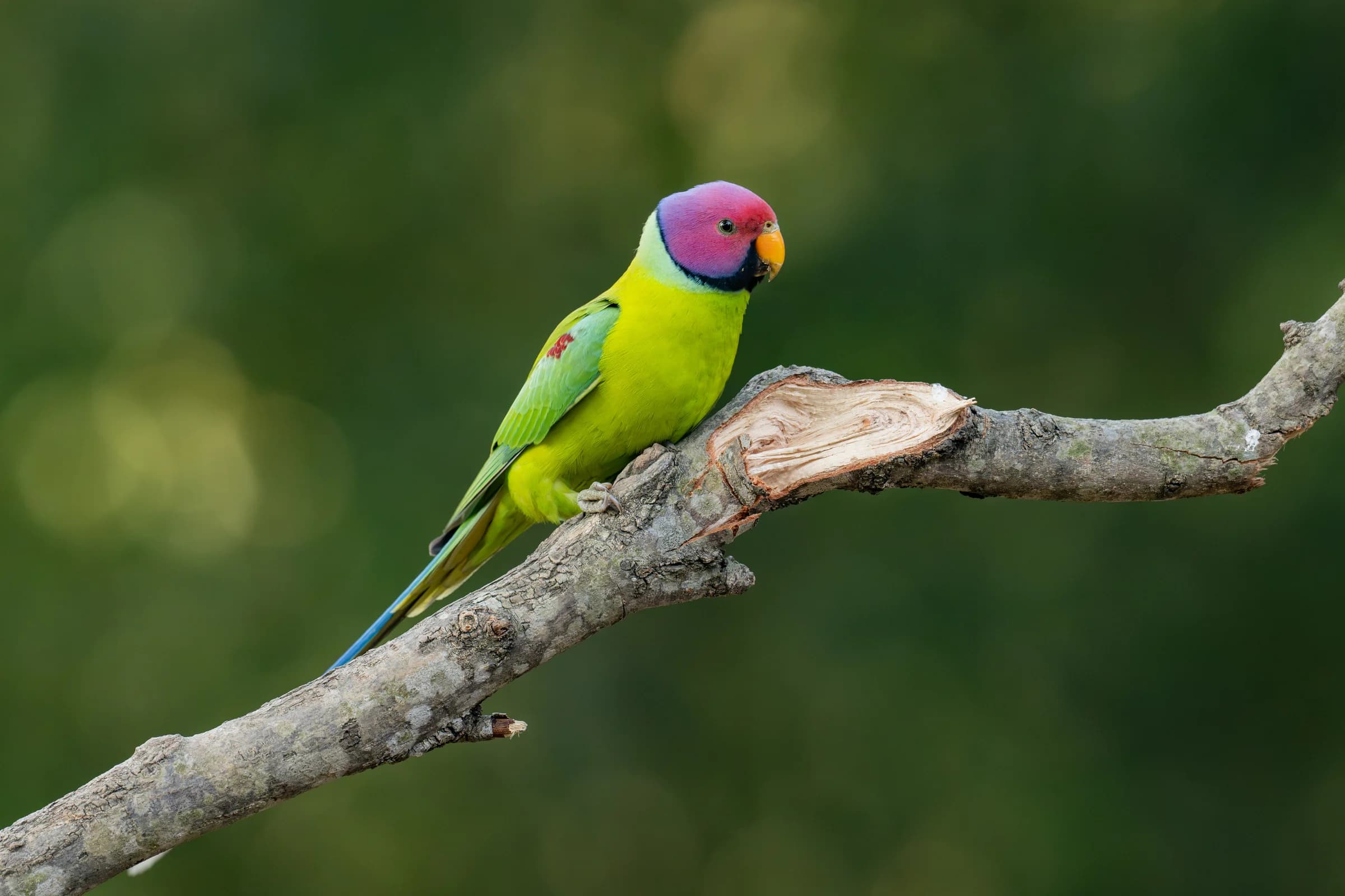 Parakeet perched on a branch in the Sattal and Pangot forests