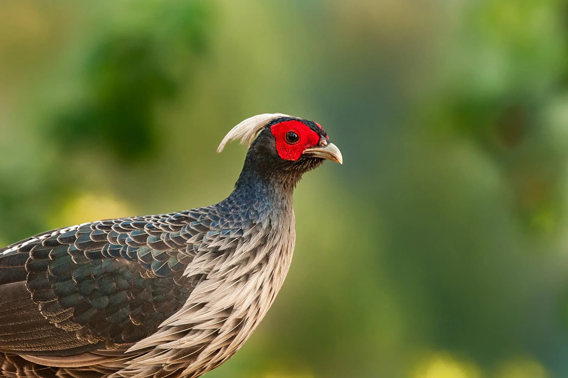 Kalij pheasant in the forest at Sattal