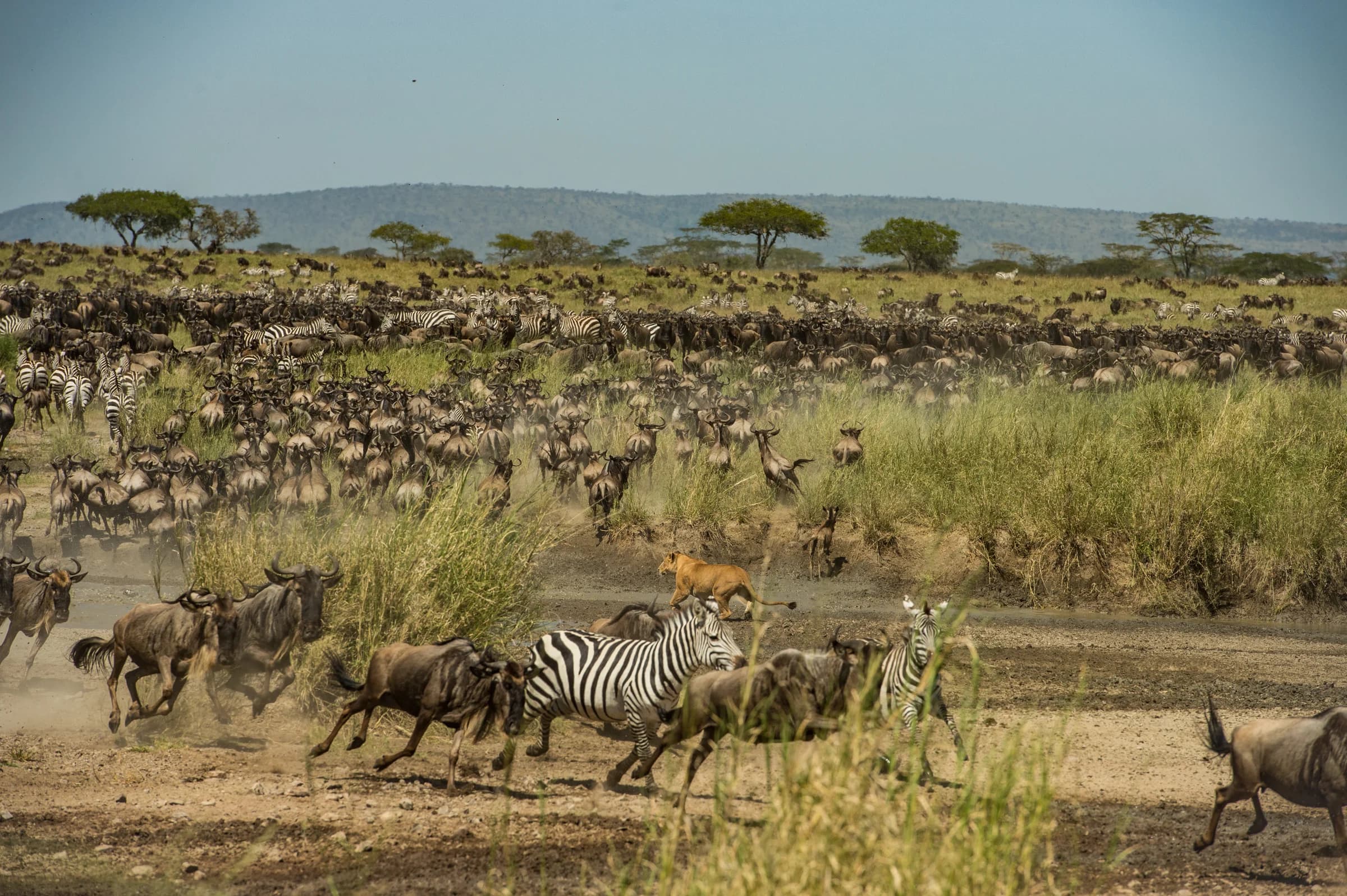 Wildebeest herd crossing the Serengeti plains in Tanzania
