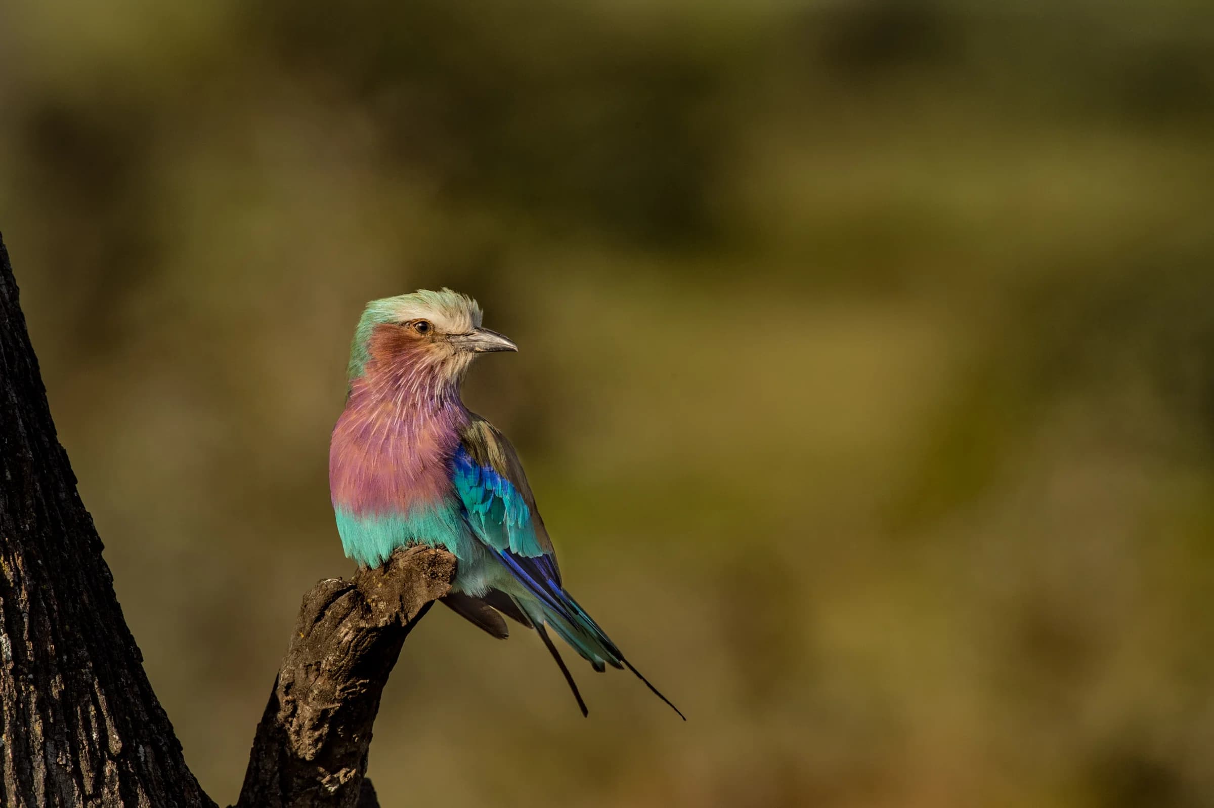 Colourful bird perched on a Serengeti tree