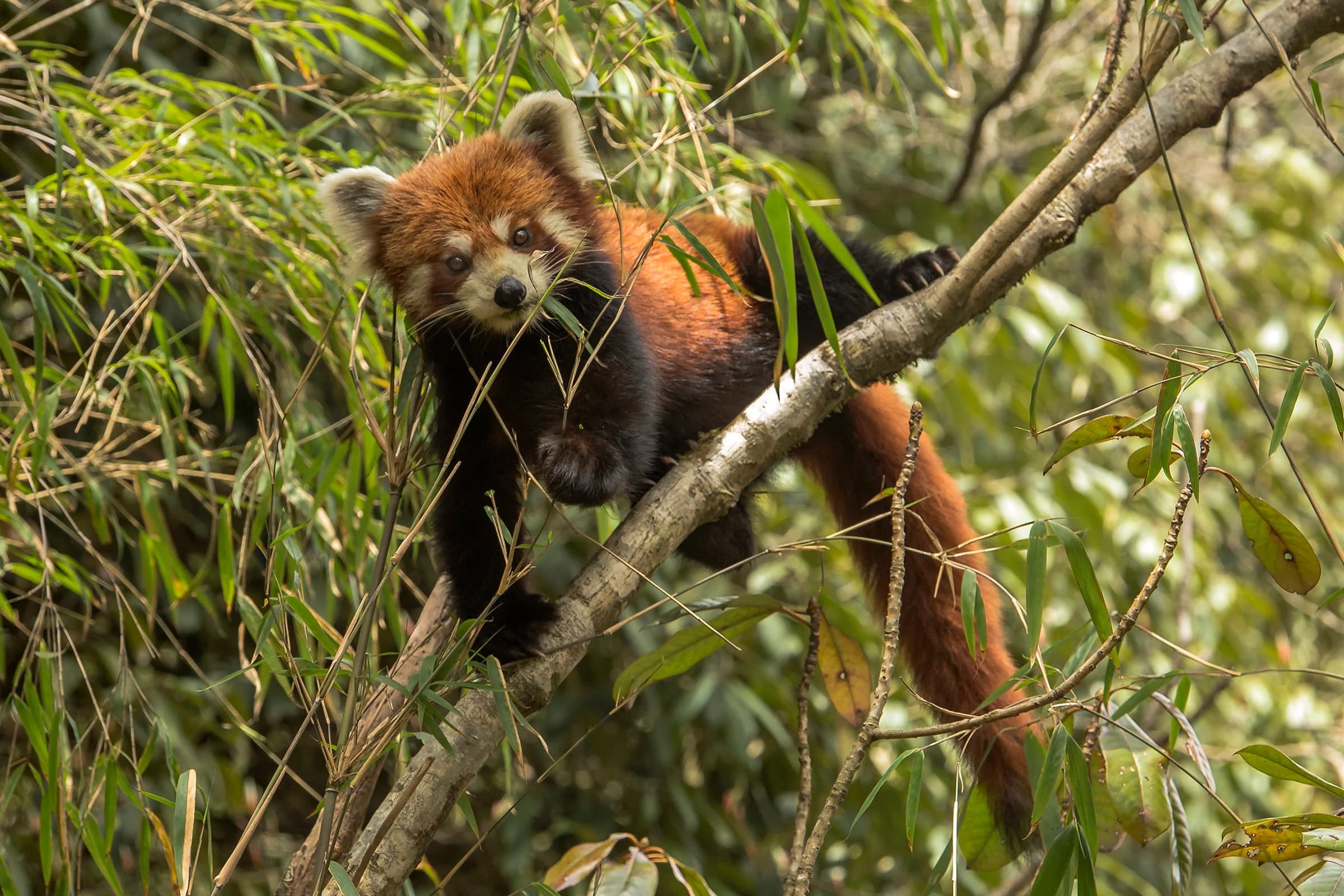 Red panda among bamboo and branches in Singalila