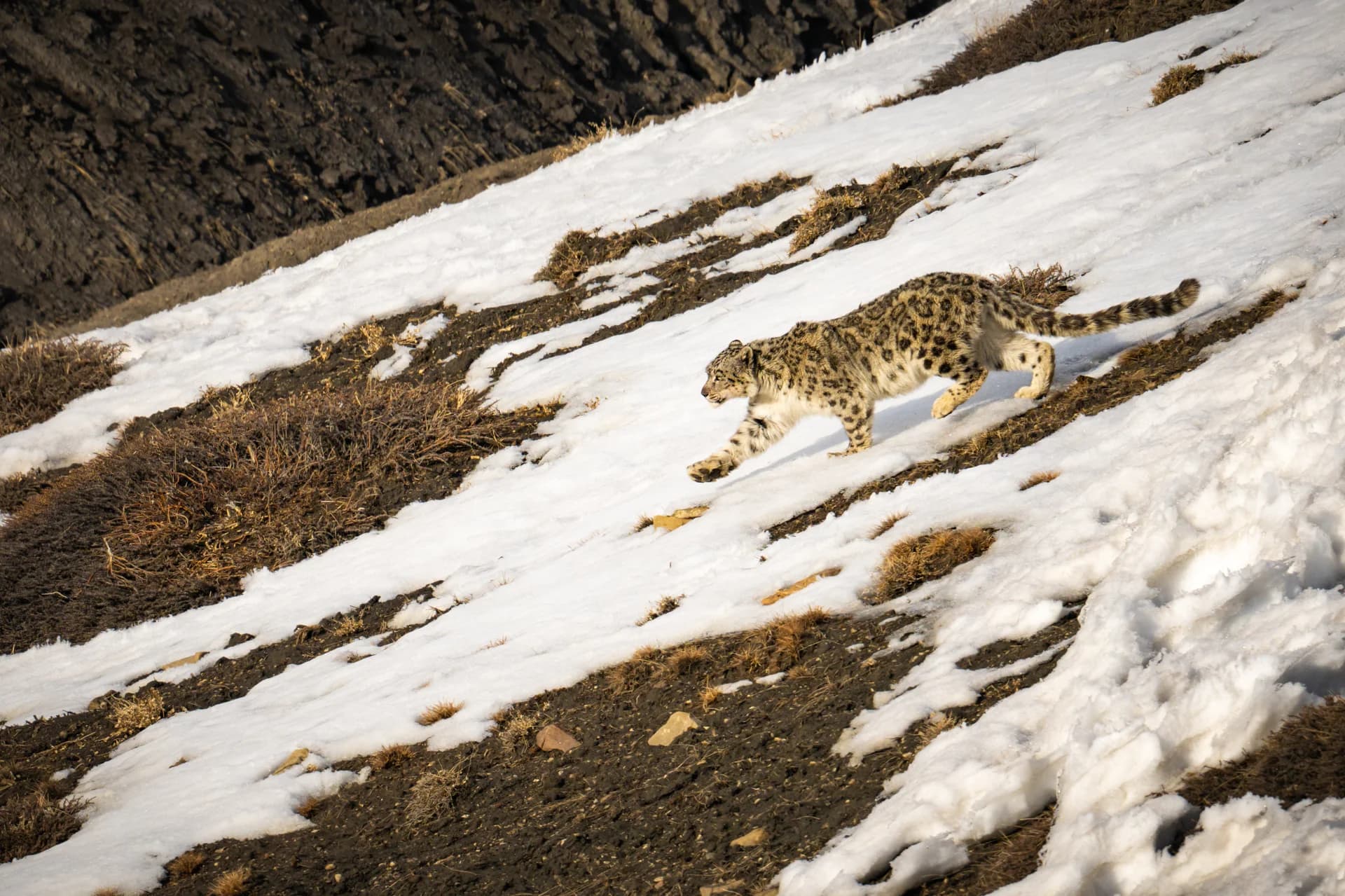 Snow leopard crossing a snow-covered slope in Spiti Valley