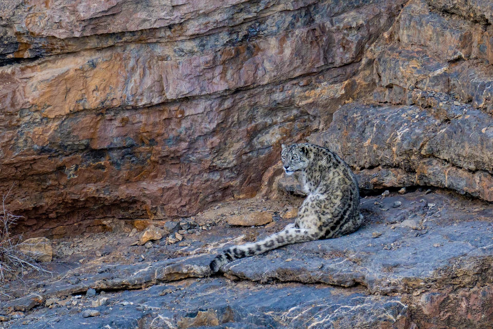 Snow leopard resting against a rocky cliff in Spiti Valley