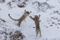 Snow leopard country in the high Himalaya