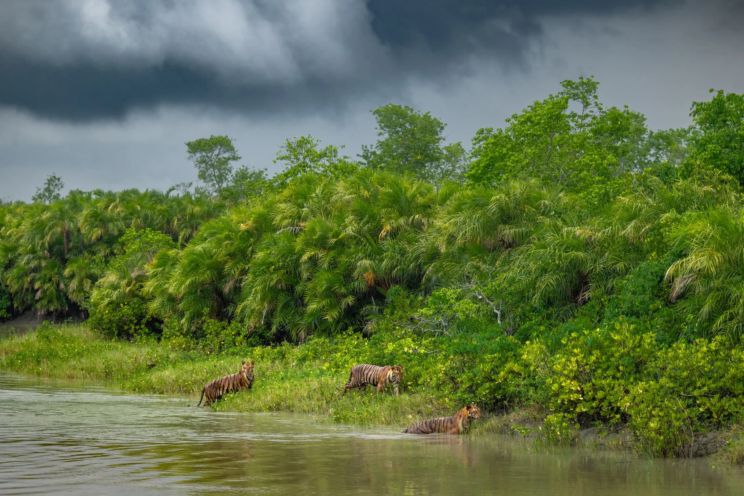 Tigers beside a mangrove-lined waterway under dark clouds in the Sundarbans