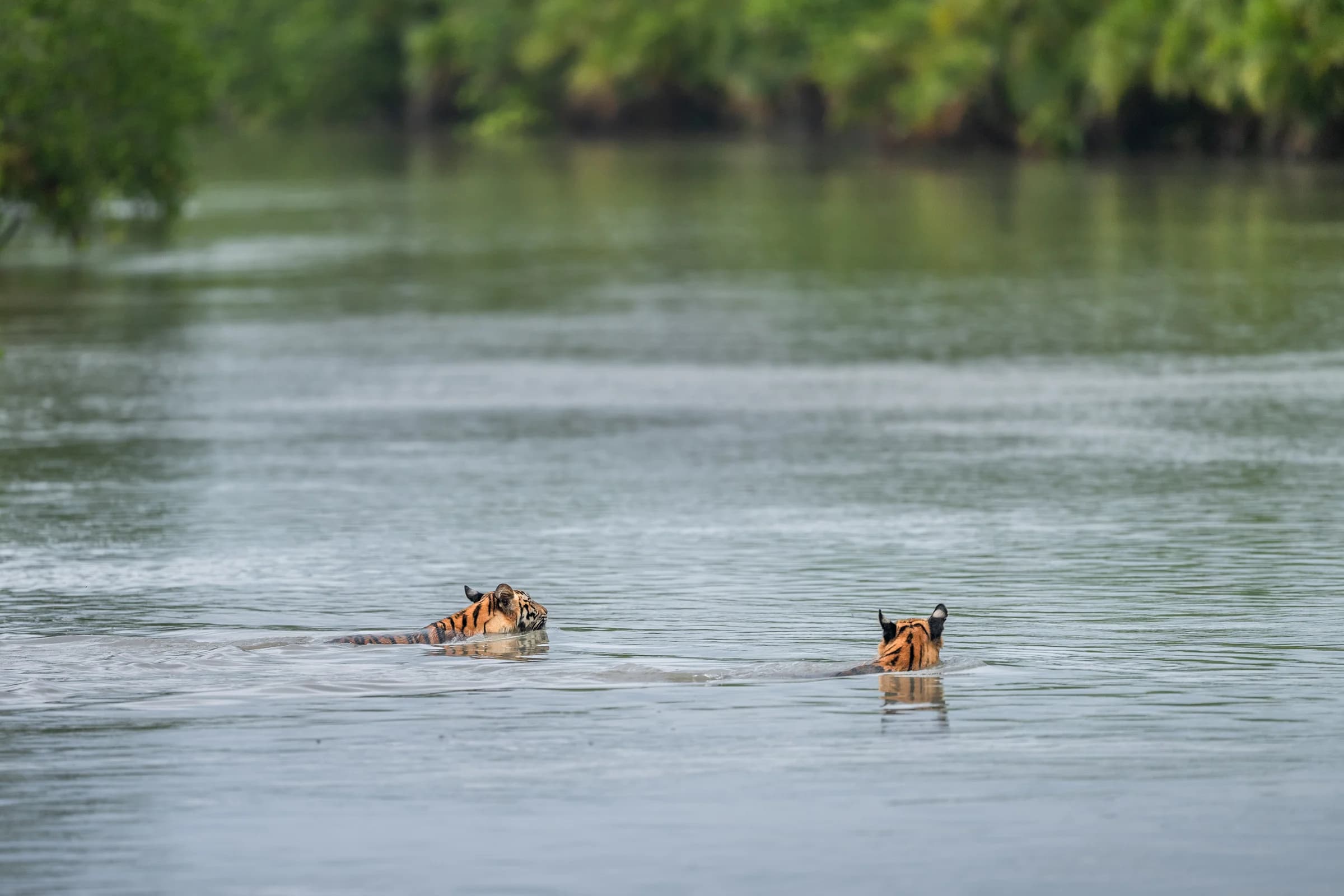 Tigers swimming across a Sundarbans waterway