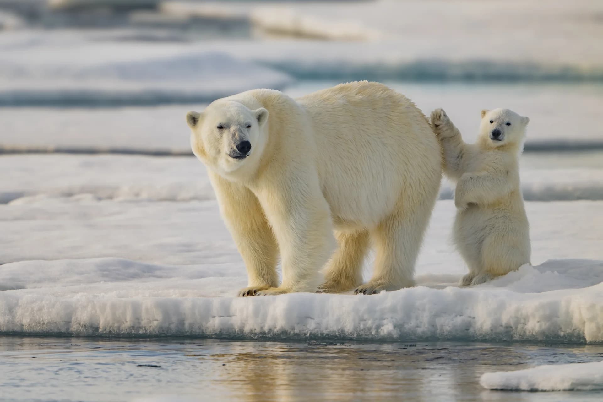 Polar bear and cub on a sea-ice floe in Svalbard