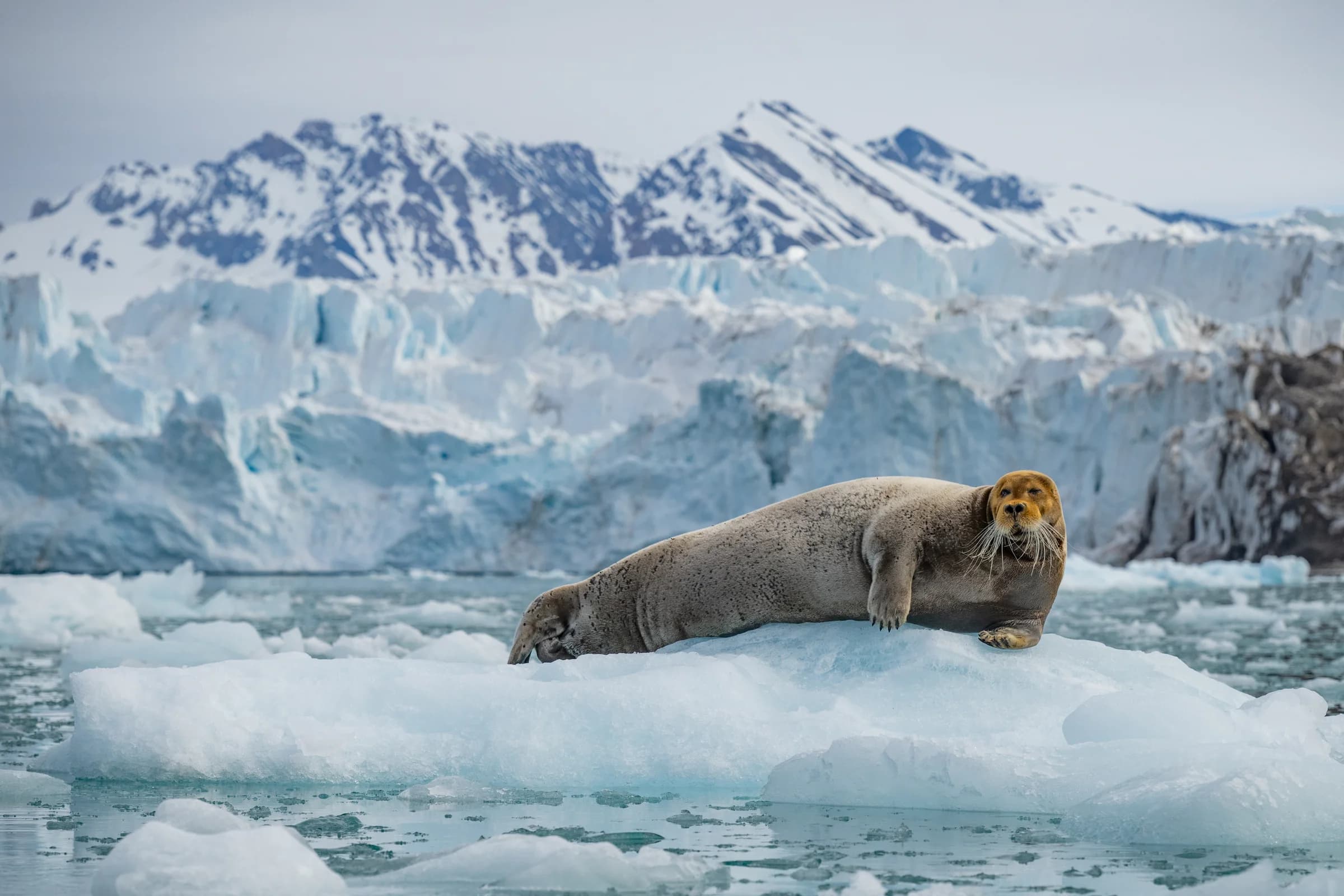 Walrus resting on ice beneath Svalbard’s glaciers