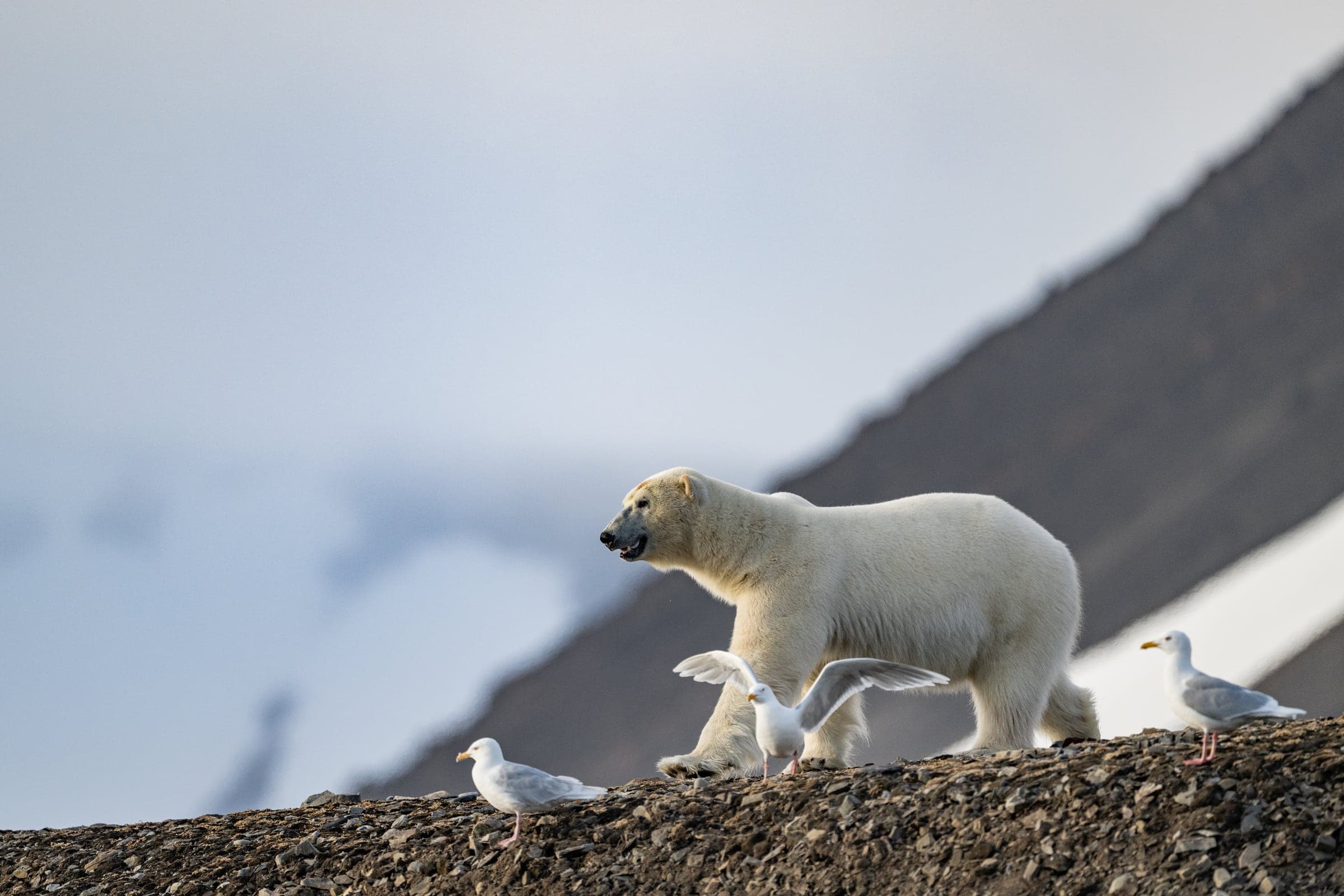 Polar bear on the coast of Svalbard
