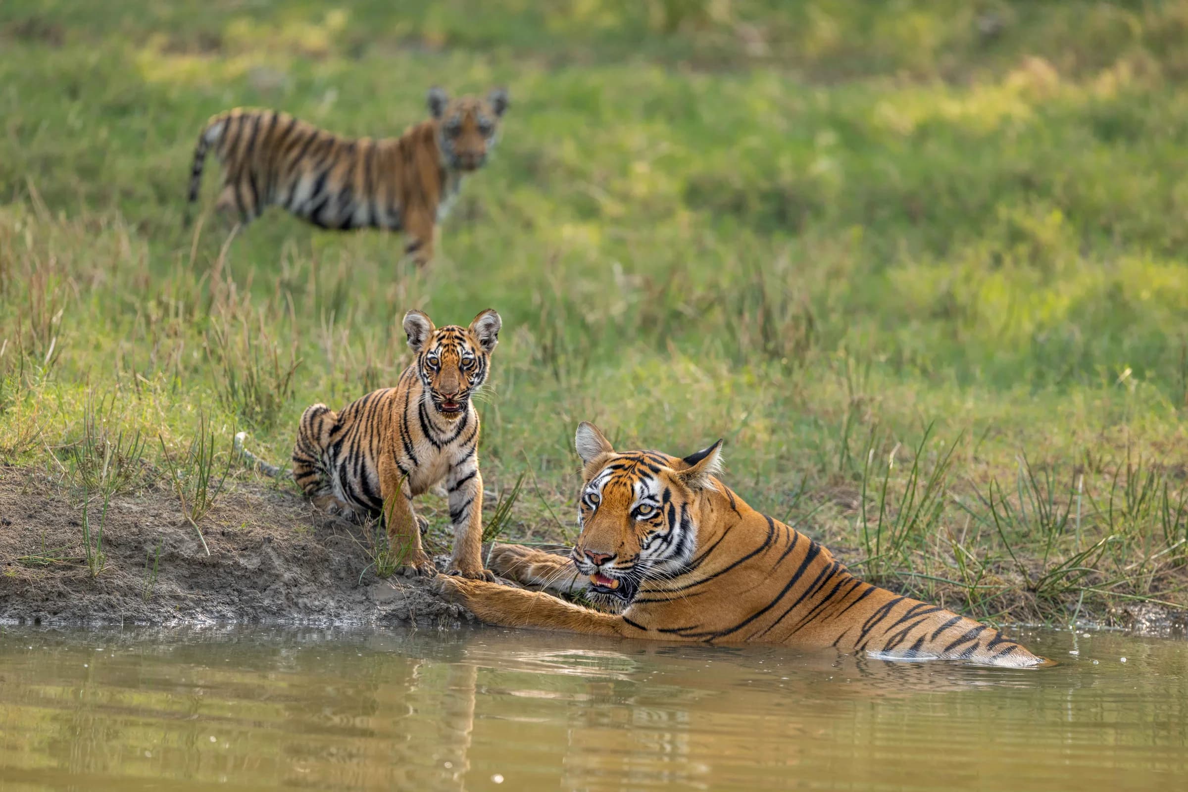 Tiger family playing at a Tadoba waterhole