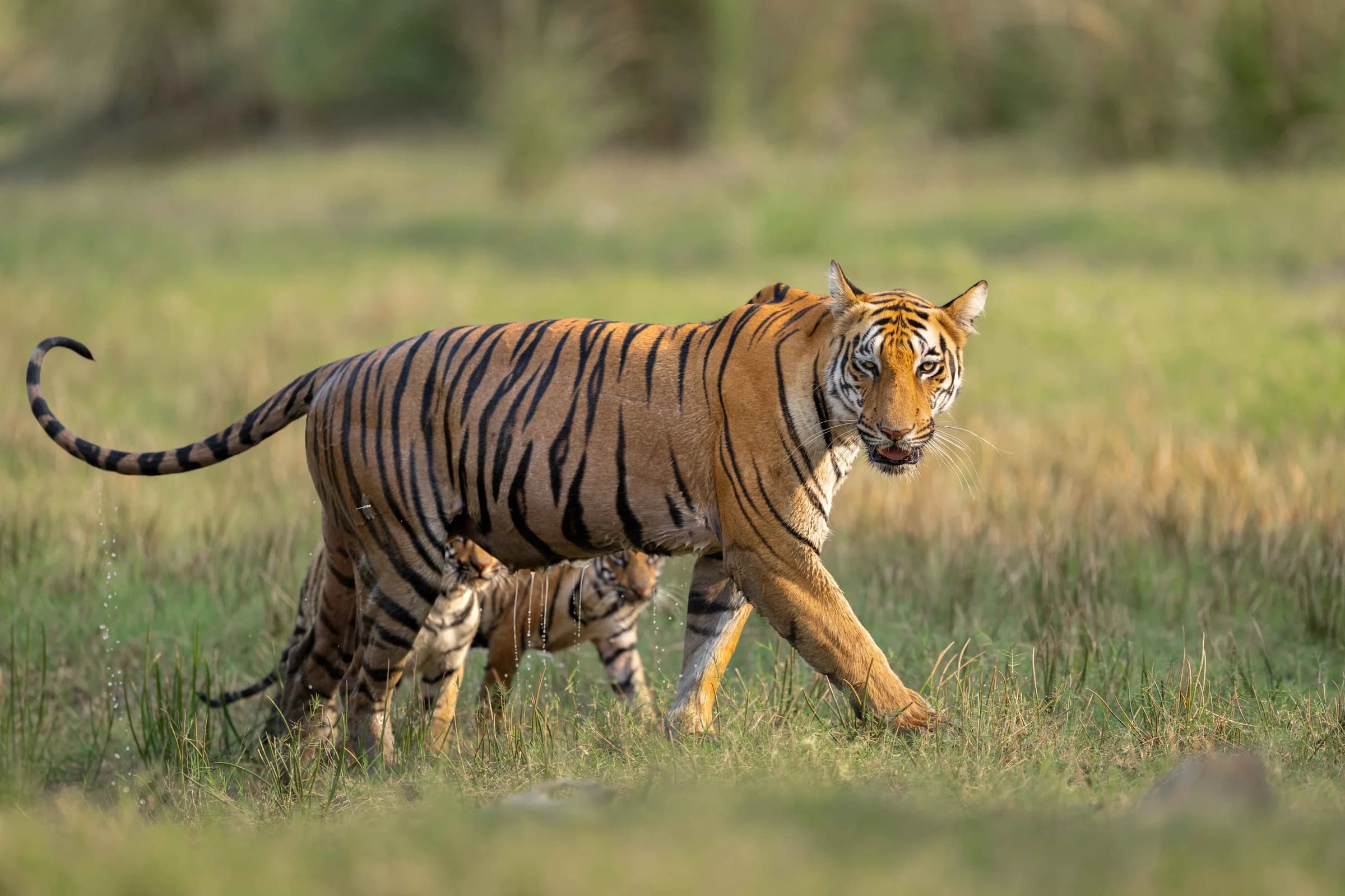 Tigress walking through grass with her cub