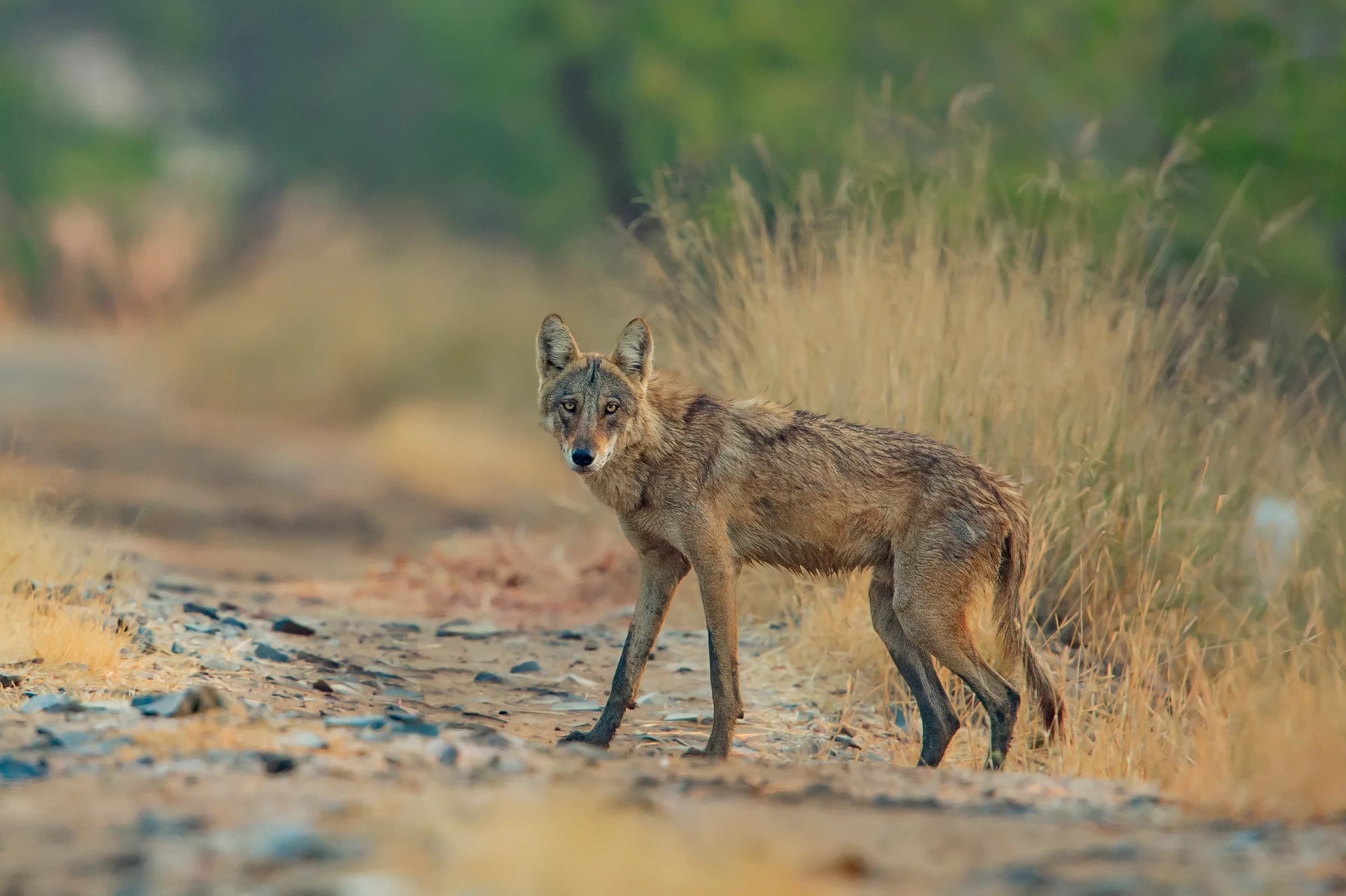 Wild canid standing on a track beside Velavadar grassland