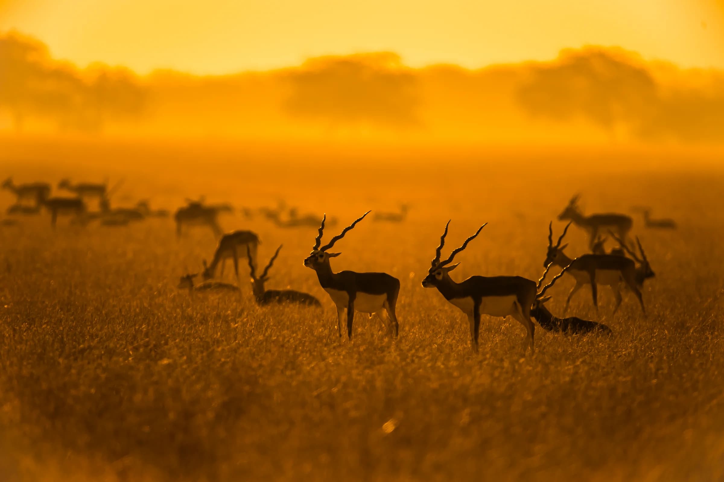 Blackbuck herd silhouetted in golden light at Velavadar