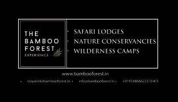 The Bamboo Forest