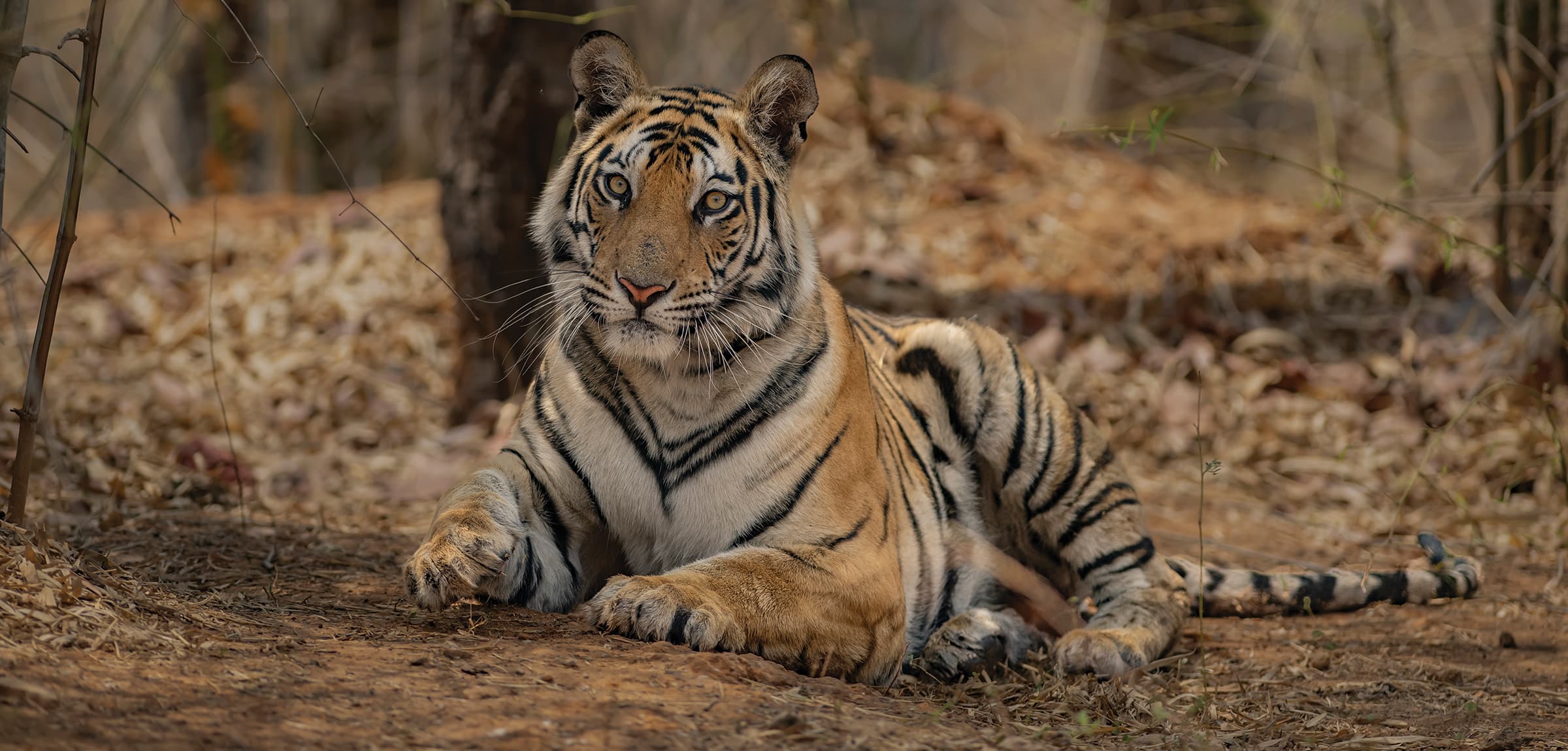 Central India’s Six-Park Safari