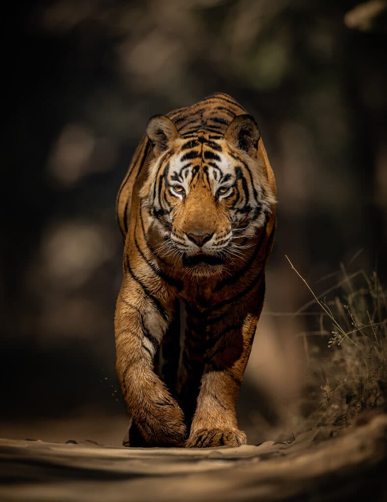 Low-angle tiger portrait for wildlife photography