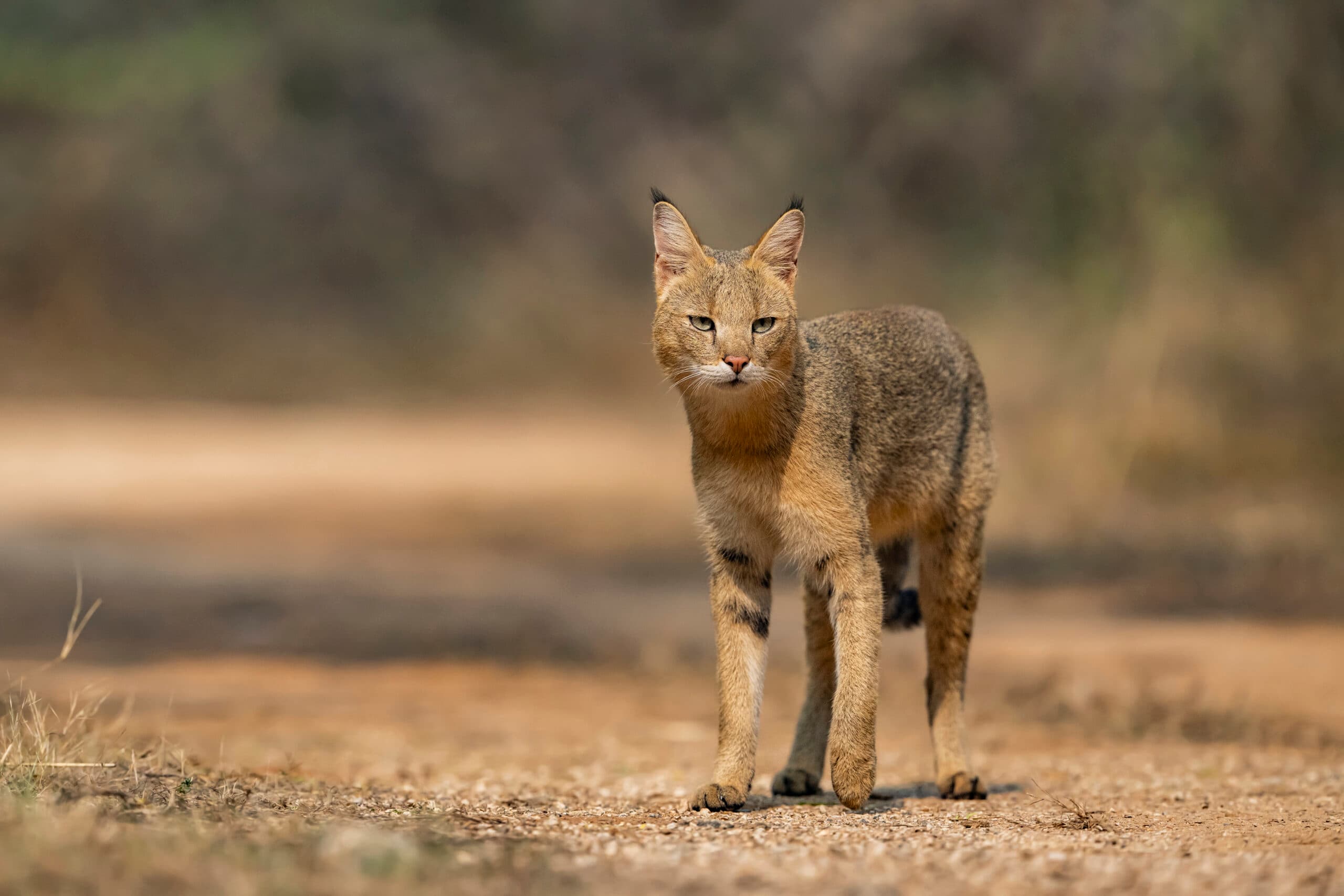 India’s Small Cats Safari gallery image 2