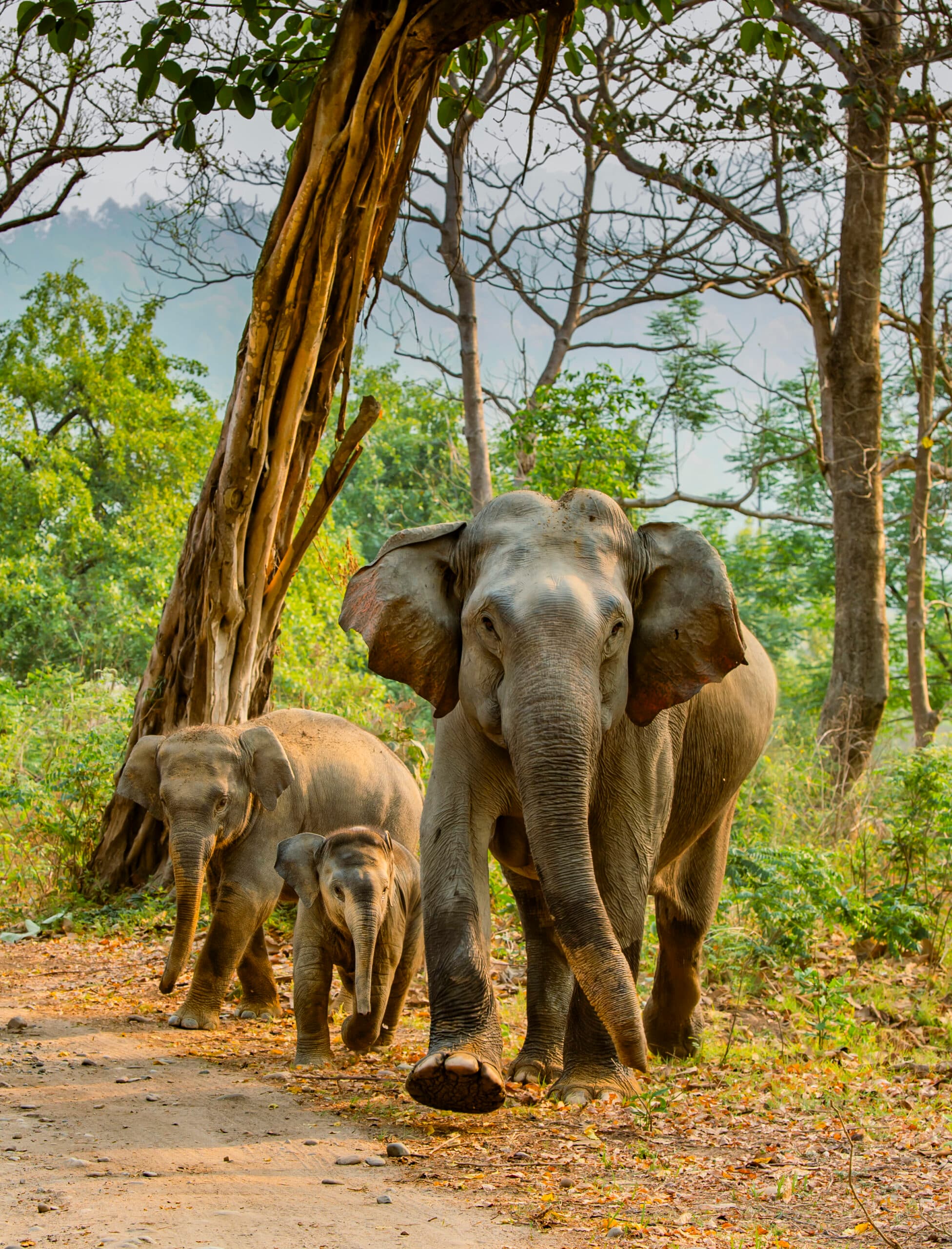 Terrific Terai gallery image 2
