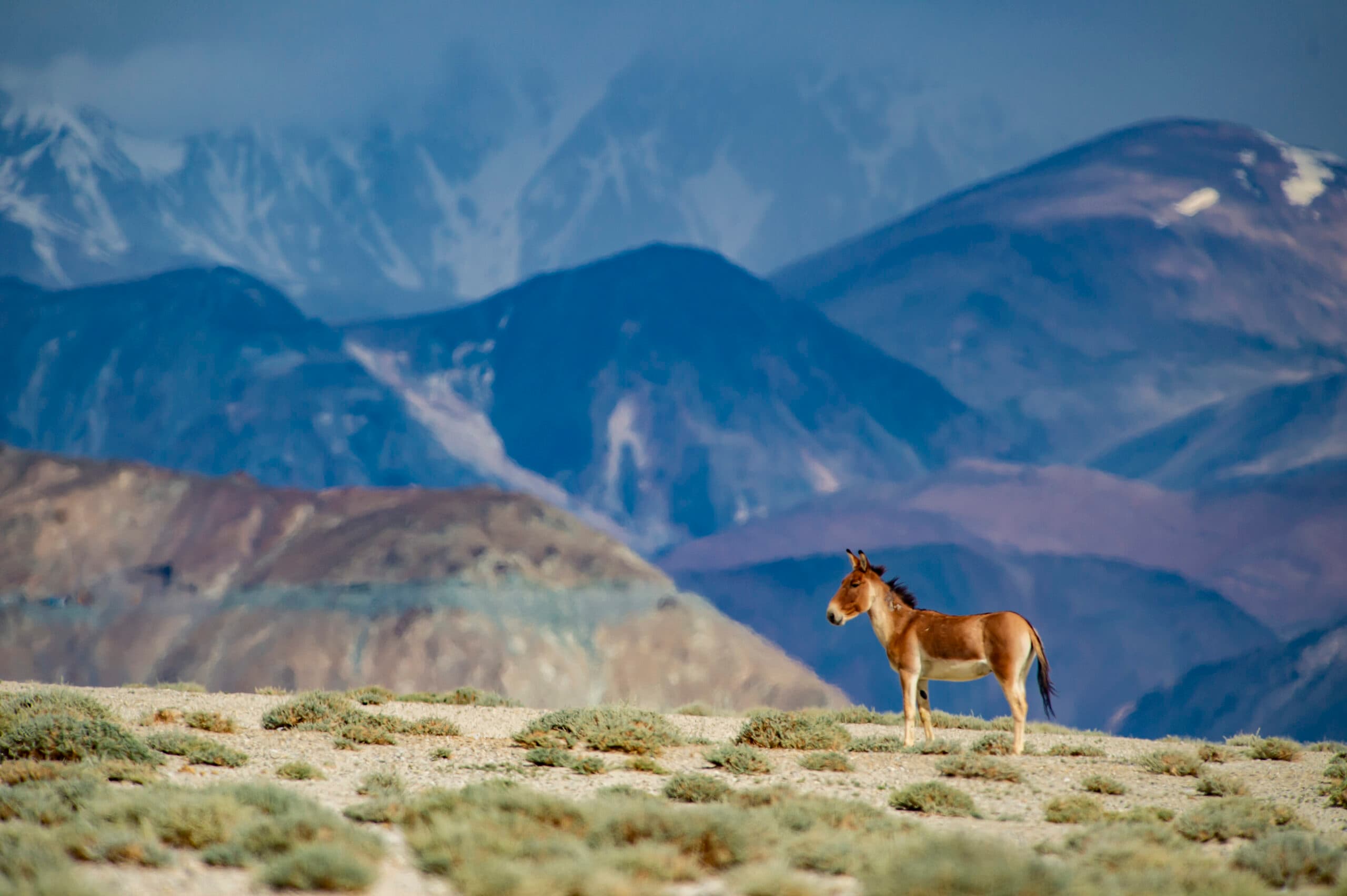 Ladakh - Land of high passes gallery image 2
