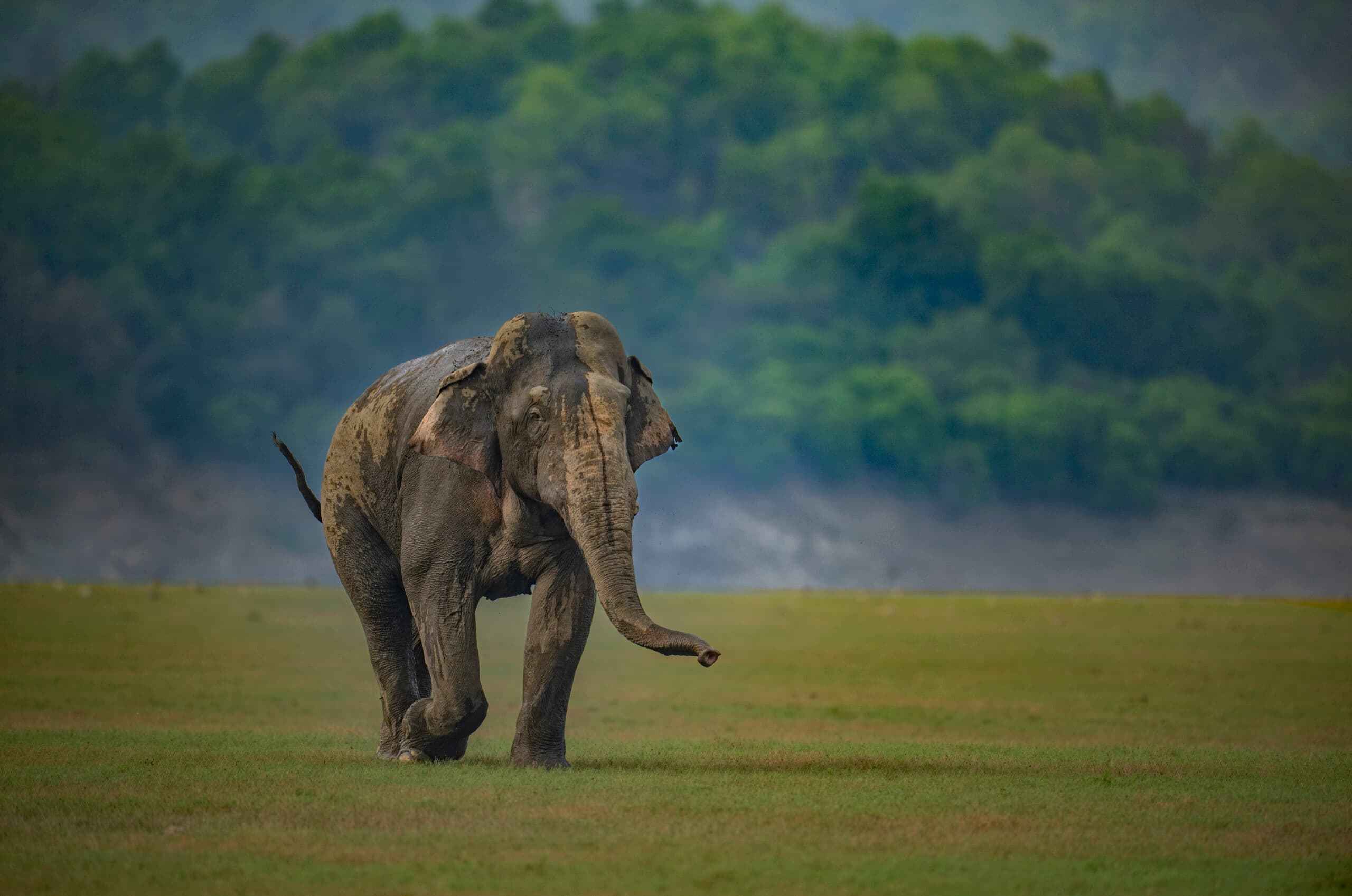 Uttarakhand Wildlife Circuit gallery image 2