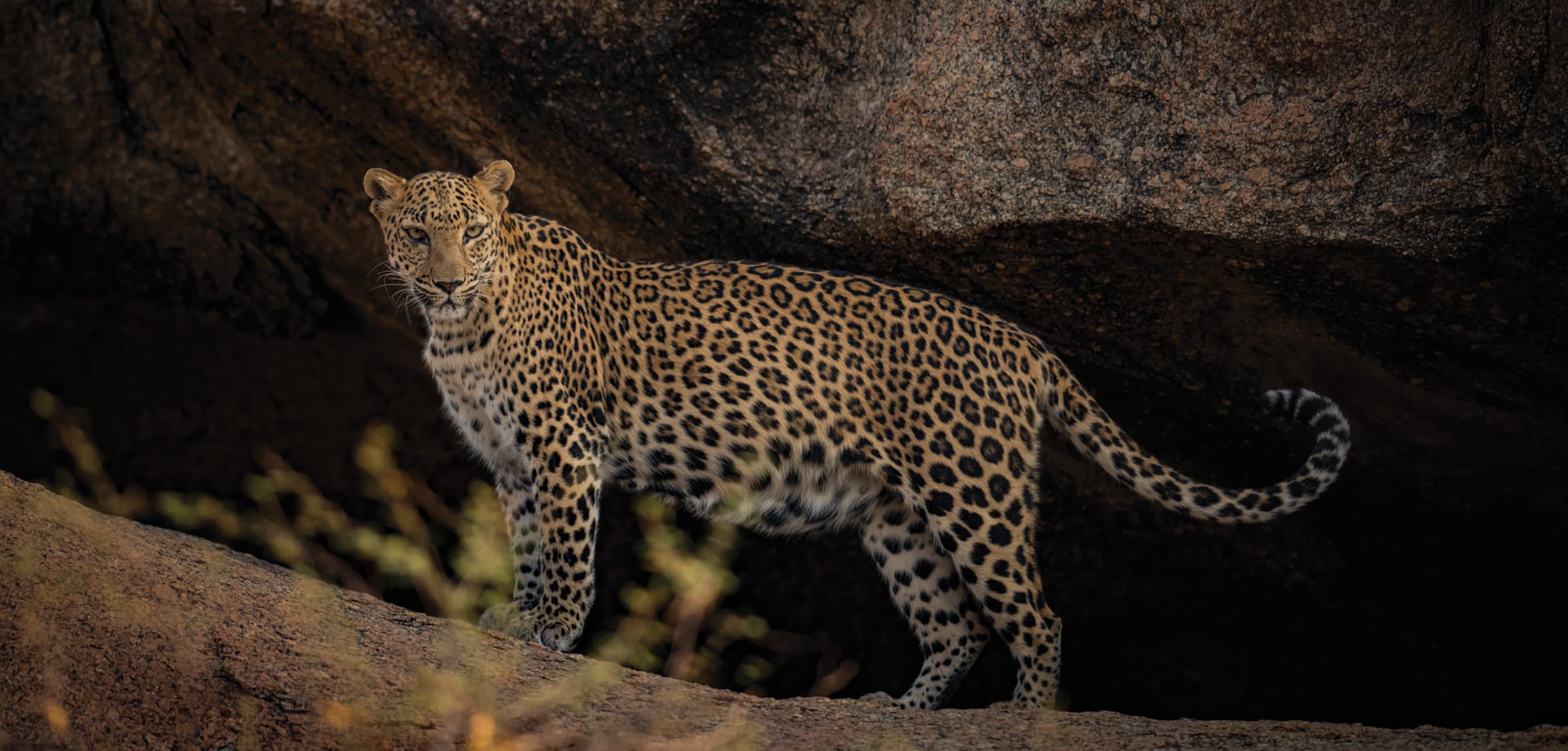 Leopard standing against the granite hills of Jawai