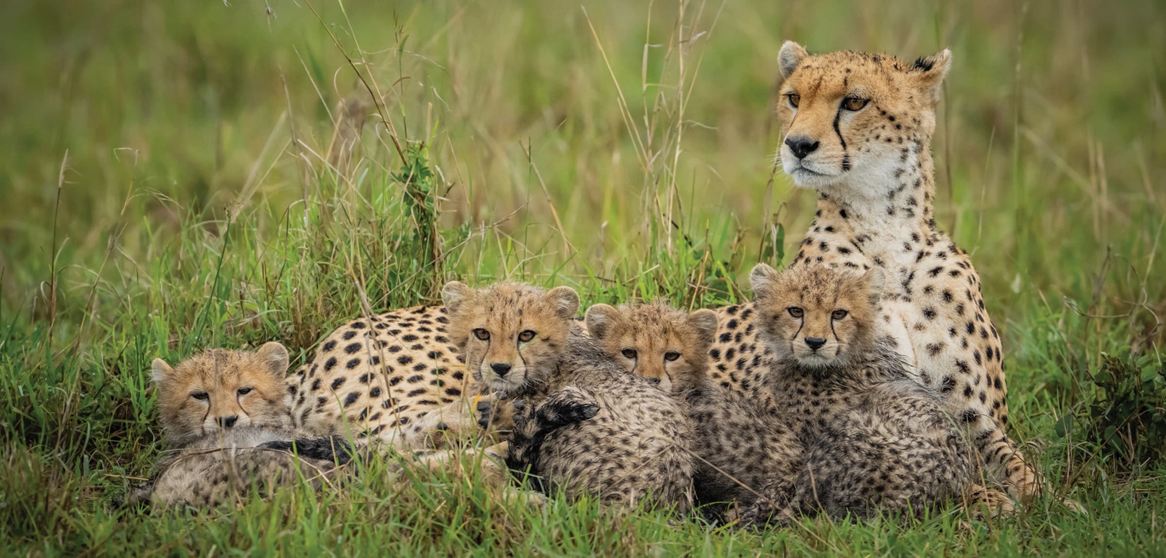 Cheetah family resting together in grassland