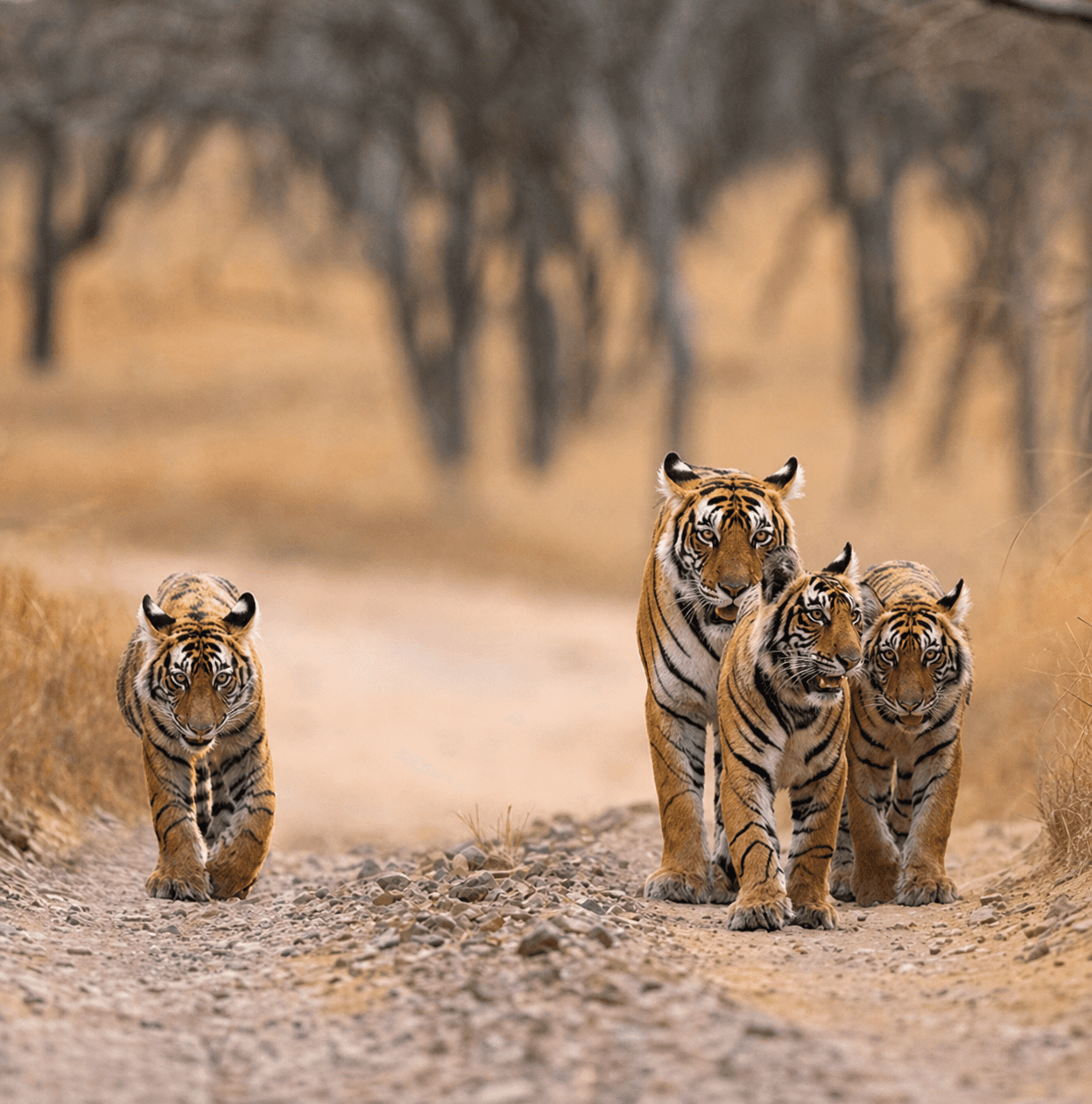 The Dawn of Immersive Safaris in India - Safari Crafters field image 1