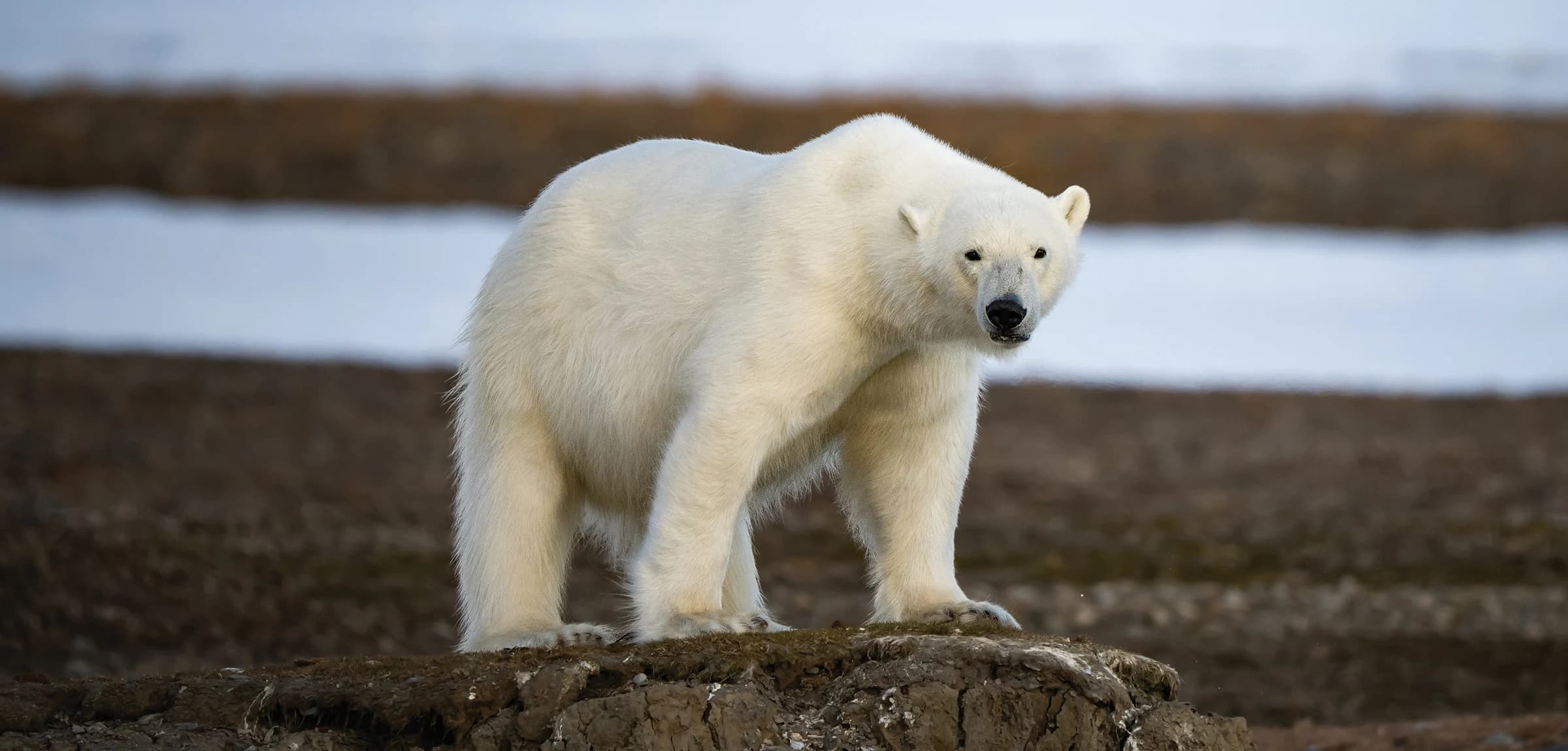 Svalbard: Where the White Breathes Blue - Safari Crafters field image 1