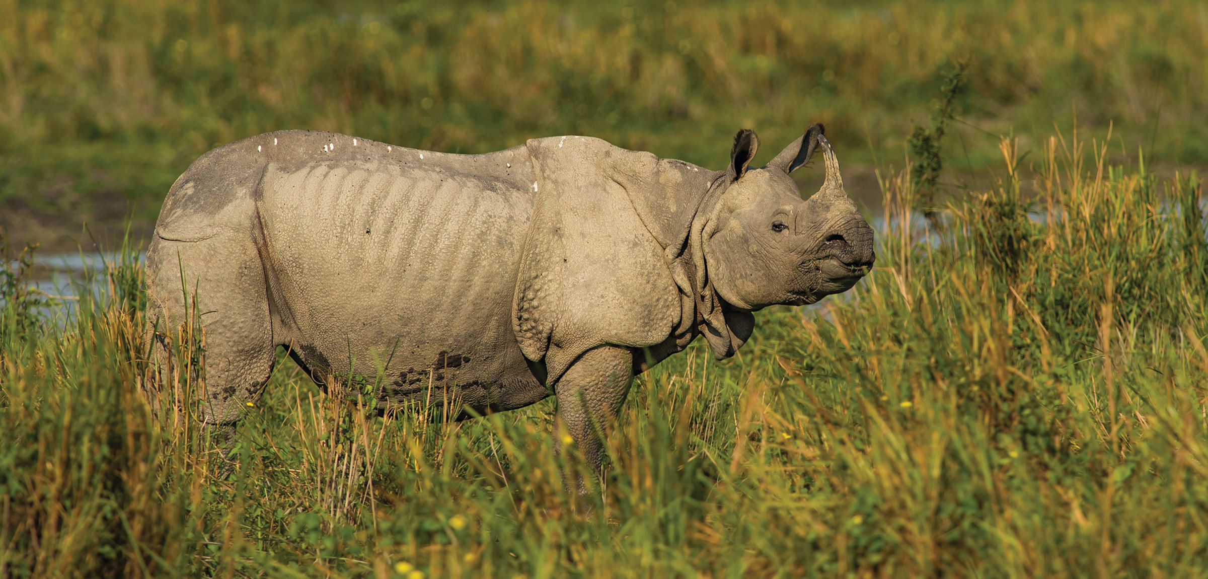 Kaziranga