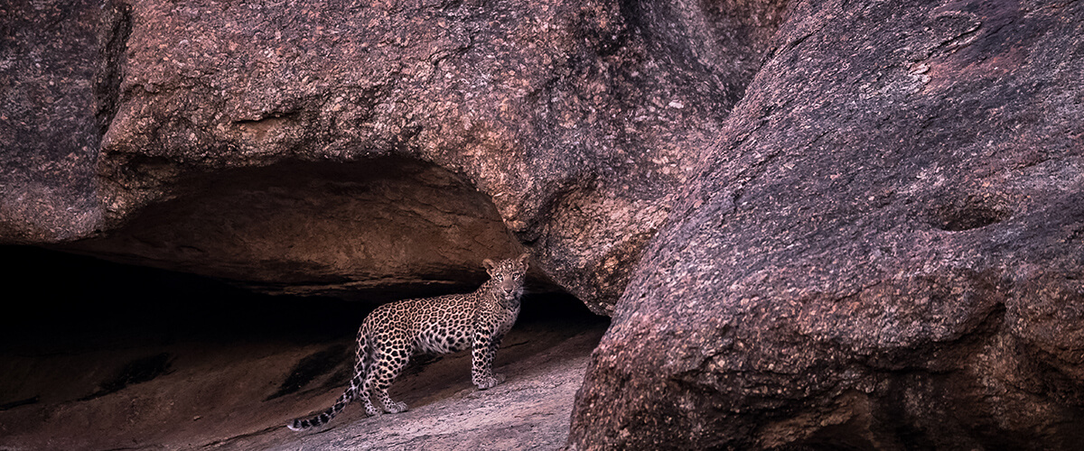 jawai leopard safari udaipur