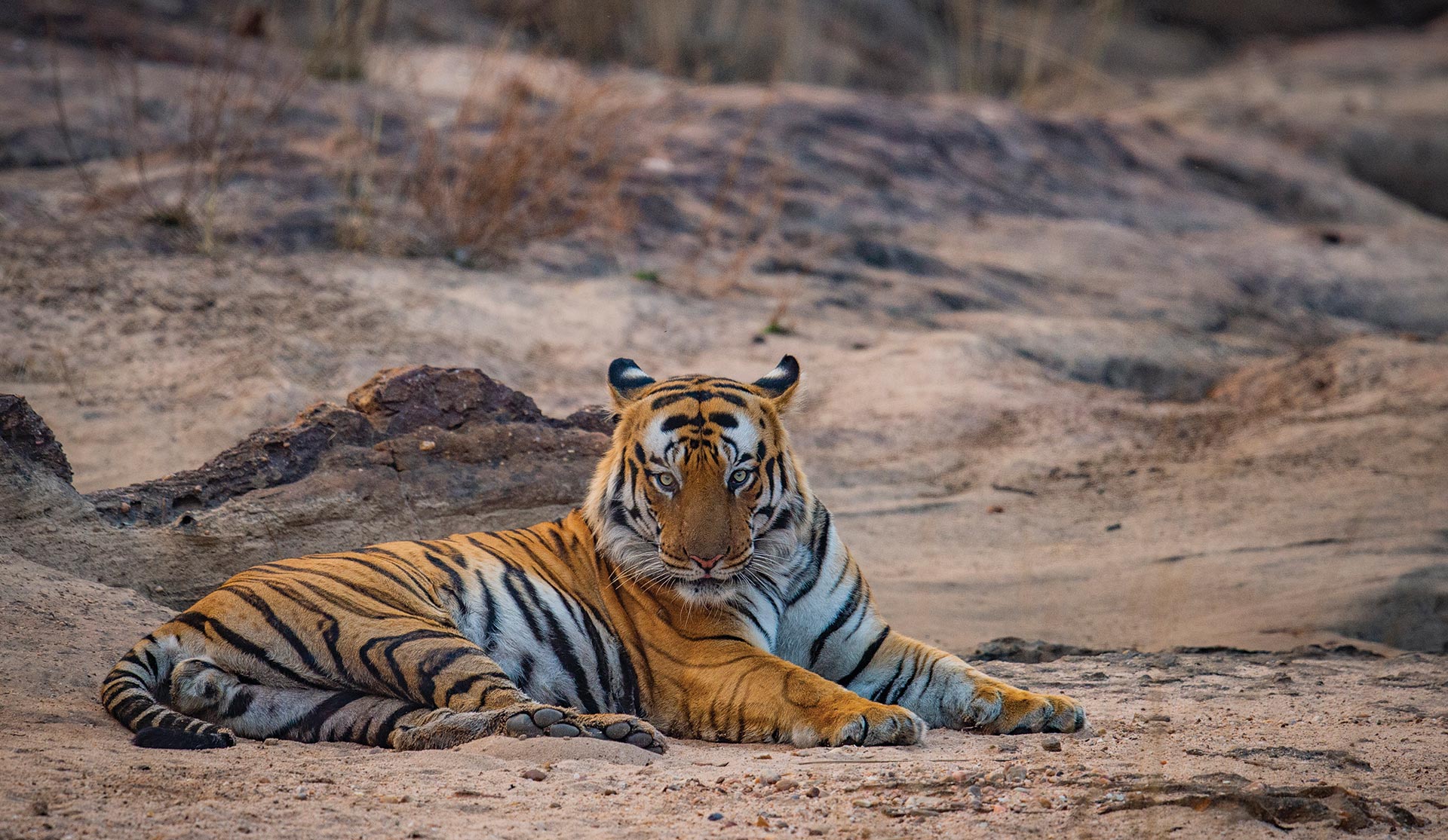 Safari Crafter Banner