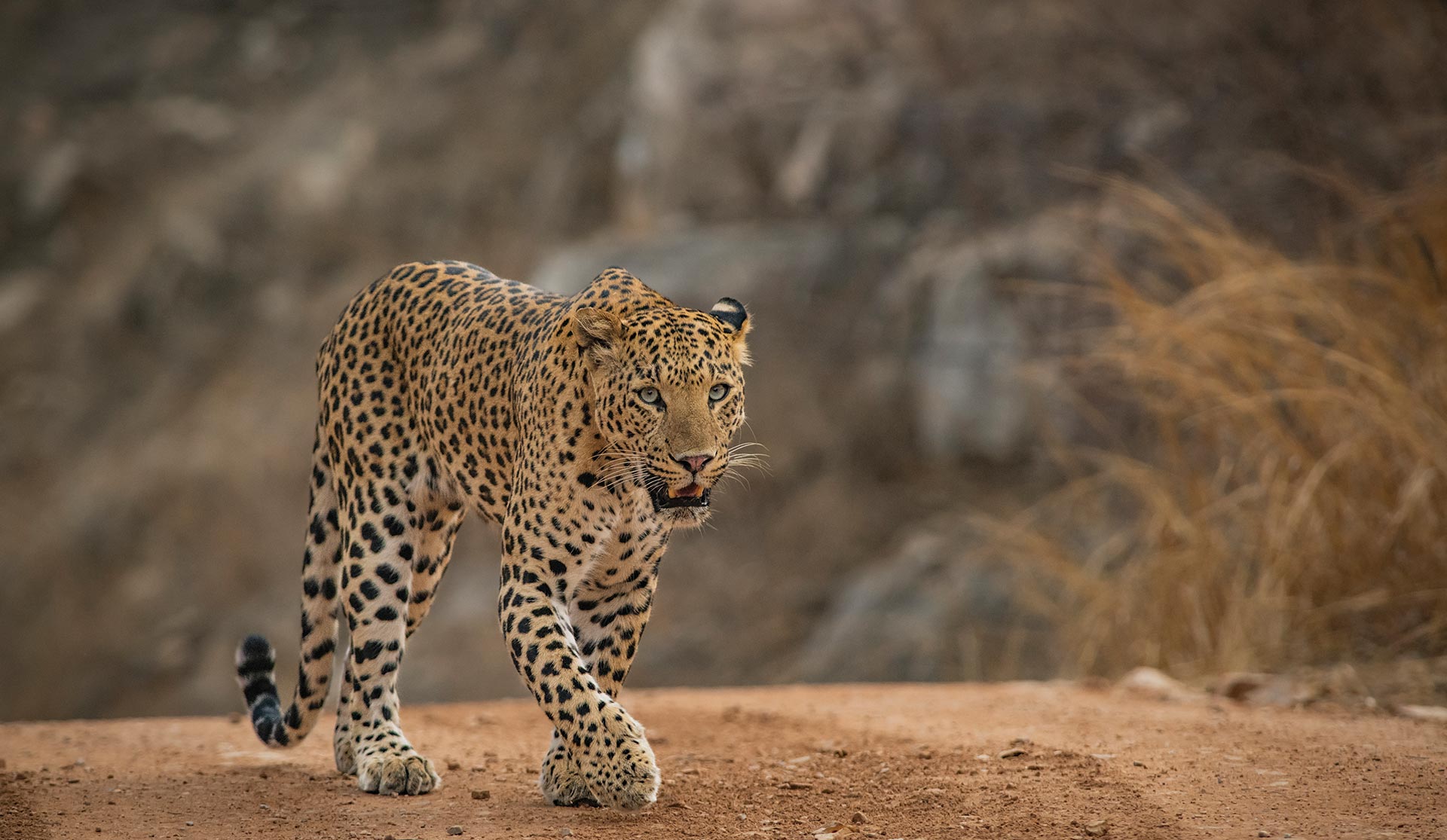 Safari Crafter Banner