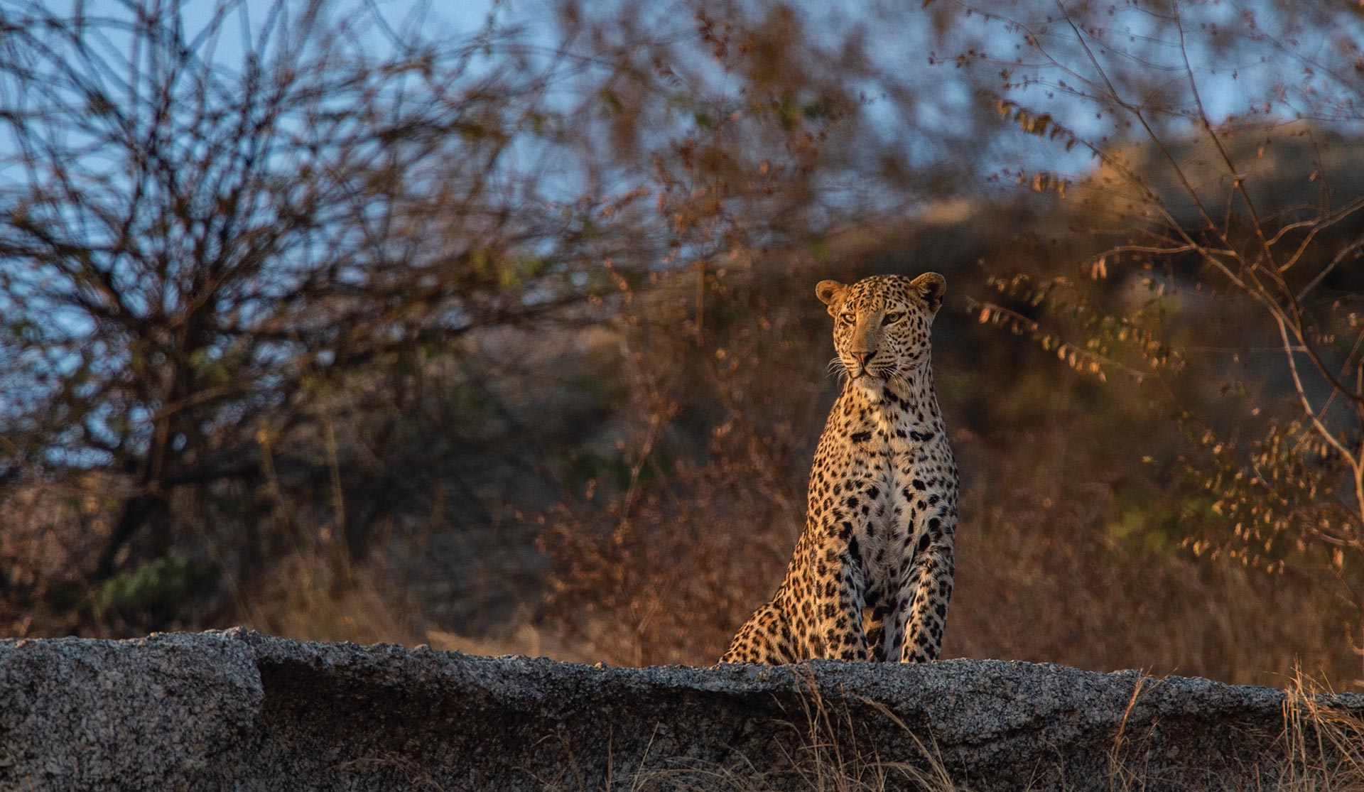 Safari Crafter Banner