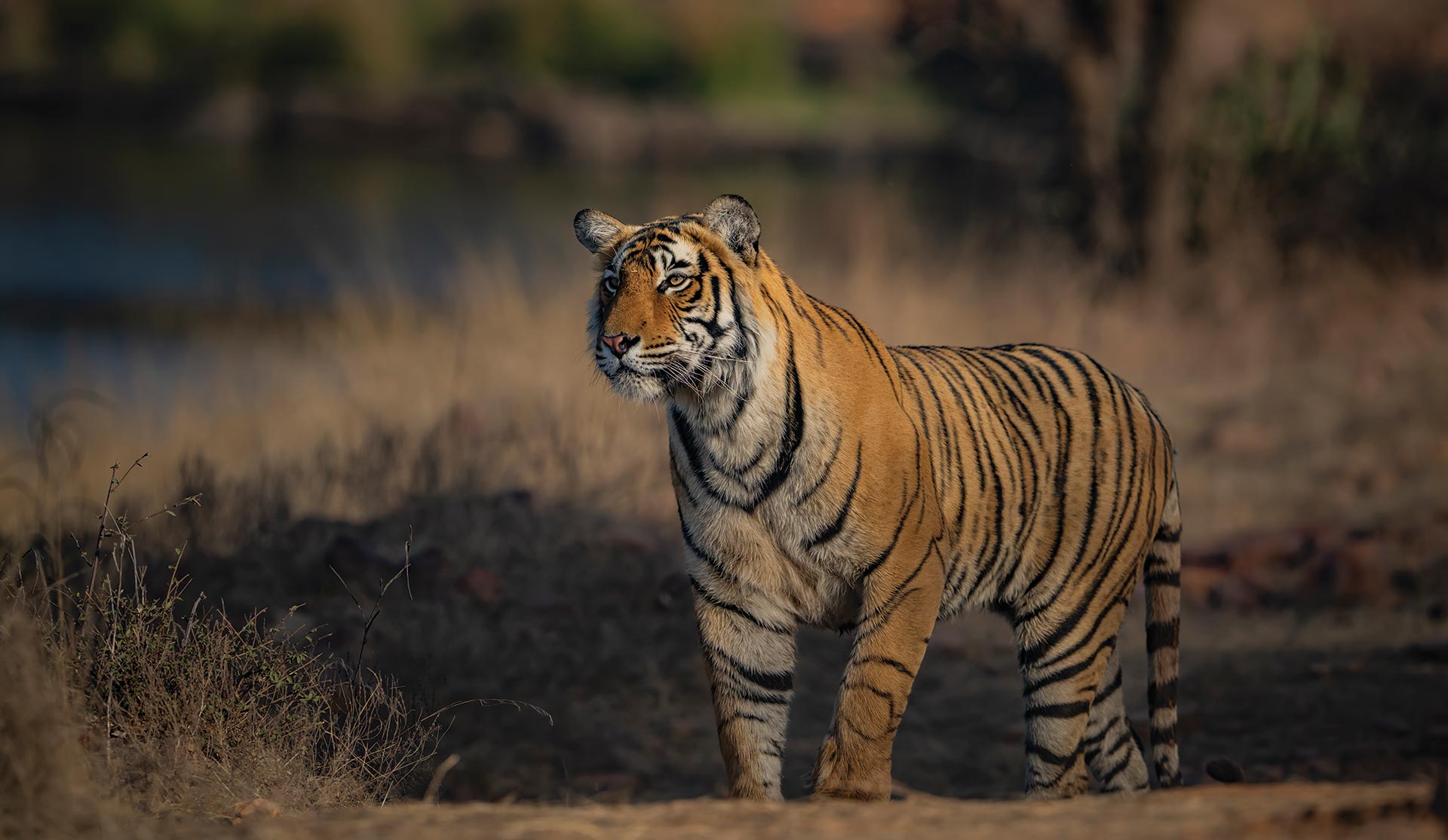 Safari Crafter Banner